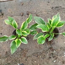 花叶玉簪价格多年生宿根草本植物玉簪基地喜肥沃