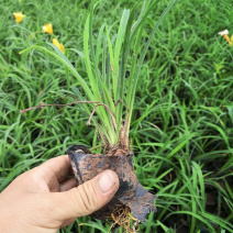 金娃娃萱草货源基地花期长花色鲜艳适应性强