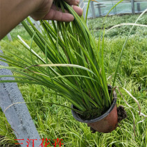 山东金叶石菖蒲栽培基地三江花卉批发金叶石菖蒲苗