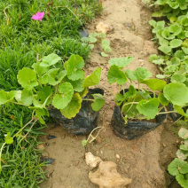 宿根连钱草盆苗小区园林绿化连钱草小苗批发三江花卉