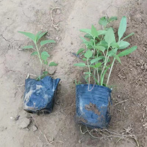 绿化用美国薄荷美国薄荷时令草花马薄荷基地价格