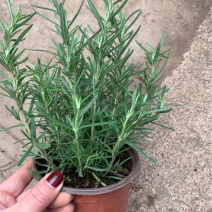 迷迭香三江花卉迷迭香小苗山东迷迭香产地供应