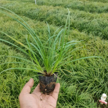 青绿苔草作护坡绿化观赏草地被植物青绿苔草价格