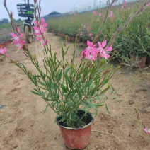 紫叶千鸟花山东紫叶千鸟花杯苗价格产地供应自产自销
