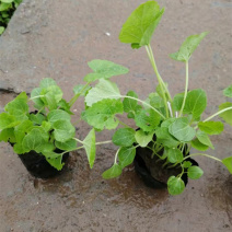 蜀葵苗圃盆栽蜀葵种植基地山东蜀葵批发价格三江花卉