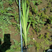 唐菖蒲质量好价格低唐菖蒲又叫剑兰剑兰批发种植基地