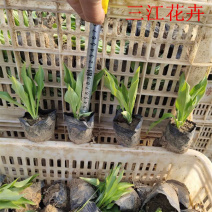 玉簪价格批发紫玉簪基地出售白玉簪质优价廉