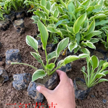 金边玉簪批发紫玉簪价格耐阴地被金边簪花基地