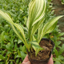 白玉簪批发白花玉簪基地山东白玉簪价格耐阴花香白萼