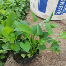 紫花地丁花苗紫花地丁杯苗批发紫花地丁袋苗繁育基地