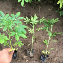 醉蝶花批发三江花卉醉蝶花价格山东醉蝶花基地