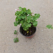 盆栽绿叶酢浆草厂家花坛花镜酢浆草供应商价格优惠耐寒