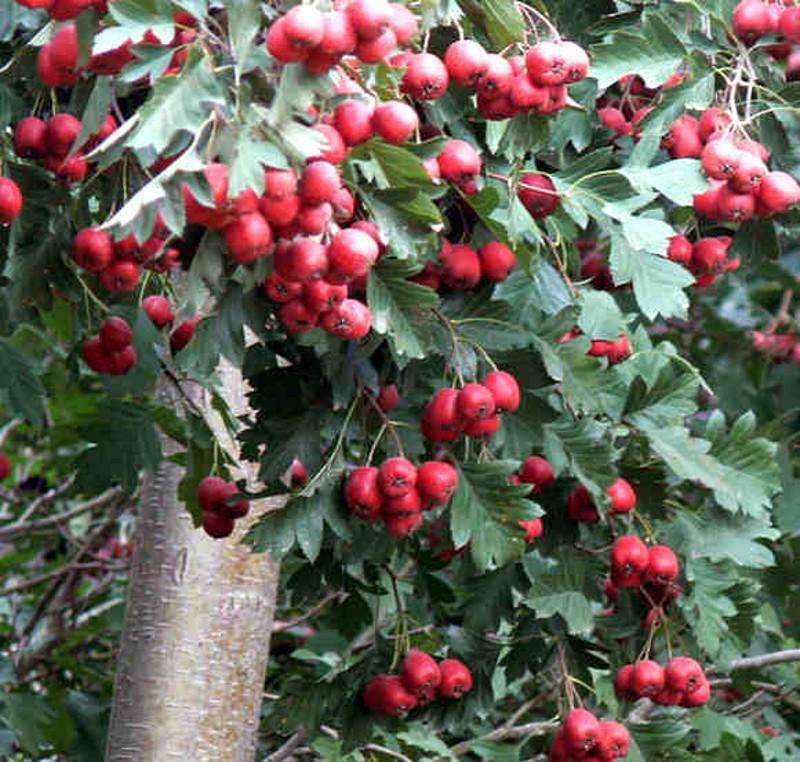 展示大五棱山楂苗木的嫩叶与主干,突出其健康、茁壮的生长状态 大五棱山楂苗木特写