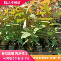 广西桉树苗，种植基地直采直销，精品苗，易成活，欢迎咨询合作