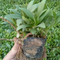 宿根福禄考优惠产地直发全国出售质量保证盆栽花卉