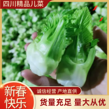 【推荐】四川精品儿菜一手货源基地直发可视频看货