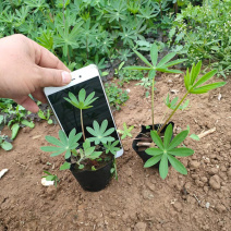 羽扇豆批发羽扇豆价格羽扇豆基地耐寒宿根花卉产地
