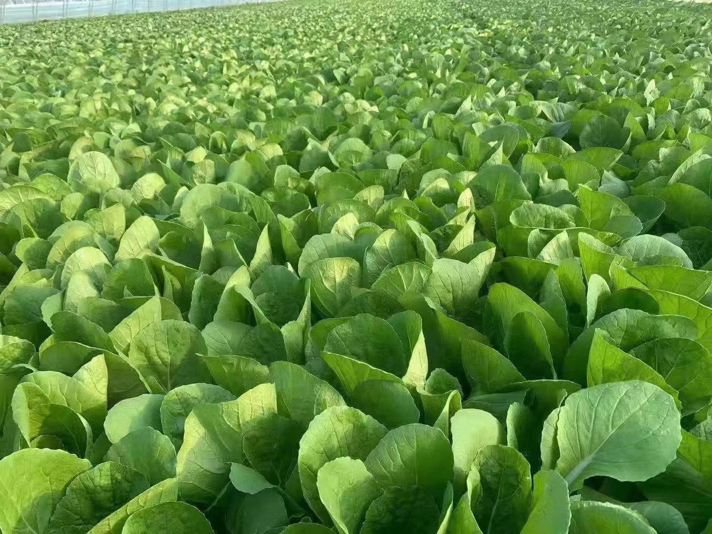 菠菜与油菜（上海青）新鲜植株对比特写