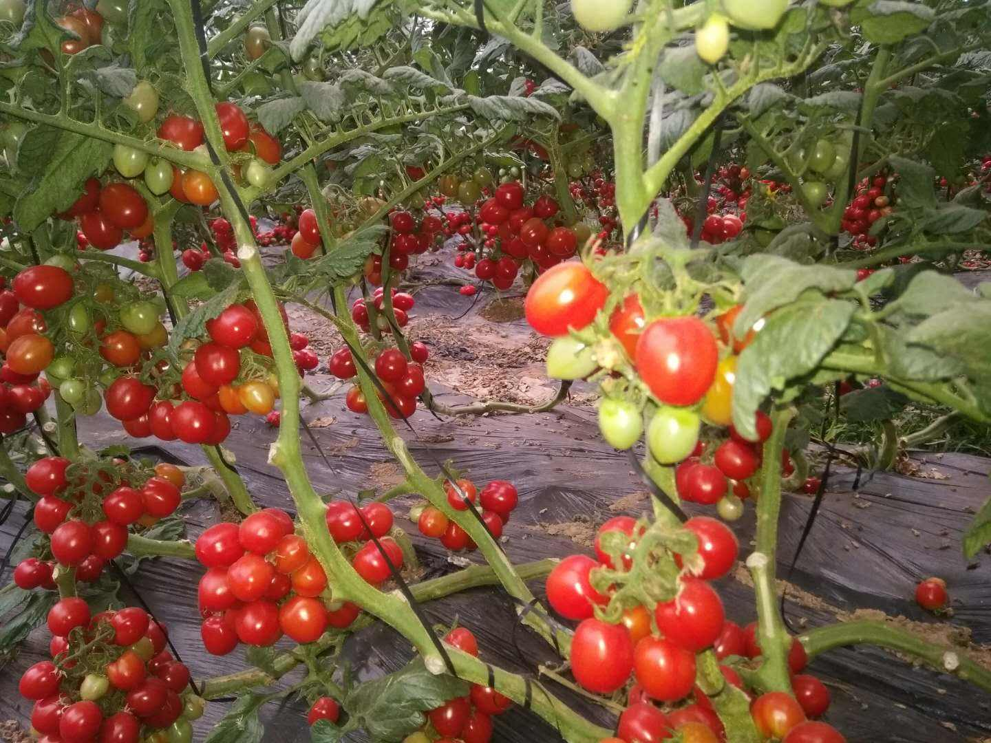 广角航拍视角:山东寿光某标准化番茄基地内釜山88种植区,双行高垄栽培,尼龙绳吊蔓,可见三层以上果穗,红果累累、青果饱满、花朵绽放,呈现典型丰产株型与健康群体结构 釜山88圣女果田间长势全景:整齐搭架栽培的番茄植株郁郁葱葱,多层果穗自然下垂,红果与青果、花朵同现,展现旺盛连续结果能力