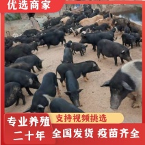 【热卖推荐藏香猪】全放养生长快杂食性强改良种出栏快