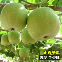 芋香小冬瓜种子早熟香味浓肉厚香芋冬瓜种籽蔬菜春秋种植