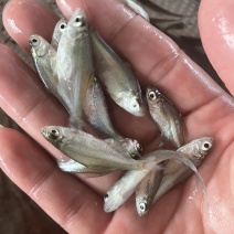 鳊鱼苗武昌鱼苗三角鲂鱼苗广东鲂鱼苗\苗场直接供货