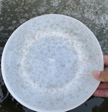 加州鲈鱼水花鲫鱼水花鲤鱼水花罗非水花黄骨鱼水花基地直供