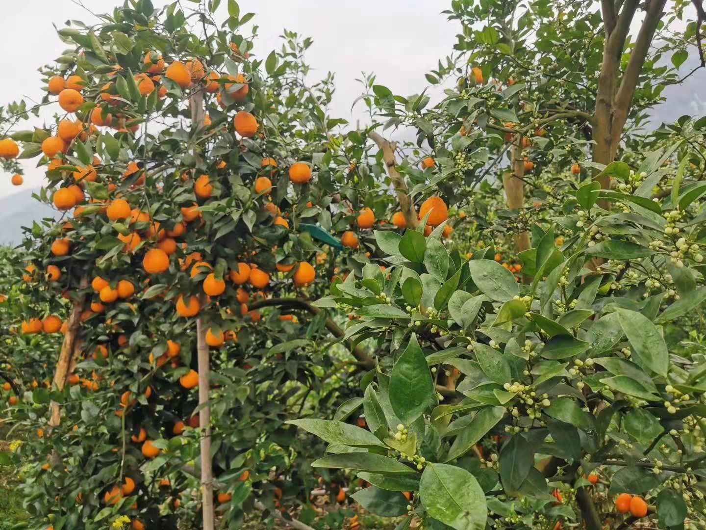 黄果柑果园