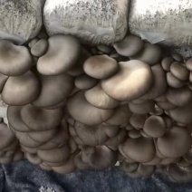 [荐]平菇菌包菌棒，供应源头厂家，划口即出，抗病抗虫优质菌棒