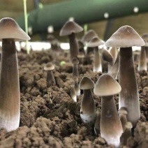 [荐]黑皮鸡枞菌包产地直供全程跟踪技术指导