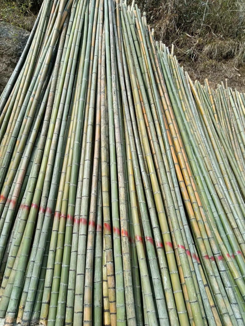 广西柳州融水县竹子 3
