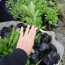 高20—30公分木春菊小杯，货漂亮，木春菊大杯基地