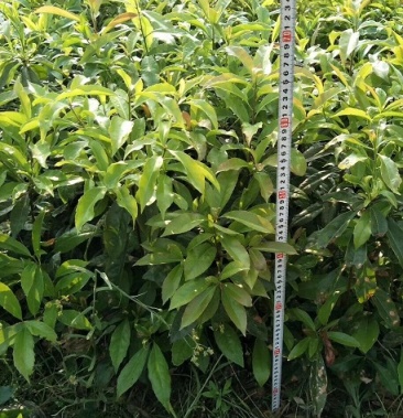 木荷苗木荷杯苗木荷容器苗木荷袋苗