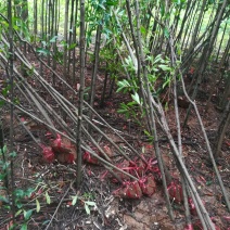 2公分杜英小苗各种规格杜英树苗供应基地现货现发货