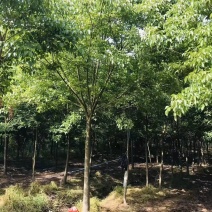 重阳木价格表，8-30公分重阳木多少钱
