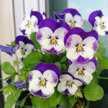 三色堇种子角堇食用花堇猫脸花籽混合色花装饰蔬菜种孑