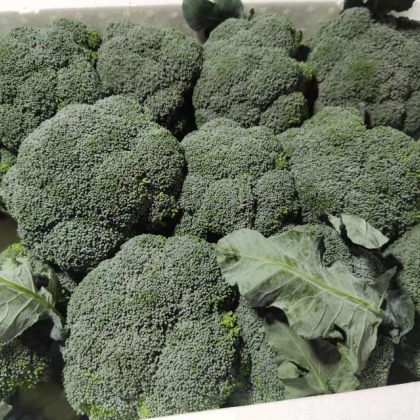 宁夏固原西兰花价格行情走势 - 一亩田