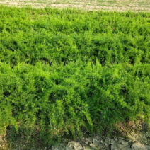 天冬苗四川天冬苗种植基地直供质量保证欢迎采购