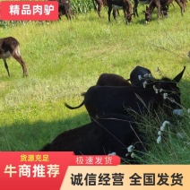 满膘肉驴，架子驴，小驴苗生长速度快，全是改良好品种