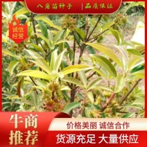 【推荐】八角苗云南大理八角树苗一件包邮货源