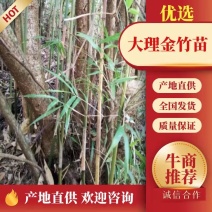 {精选}竹苗云南大理庭院种植，金竹苗欢迎采购