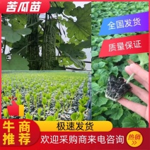 十佳苦瓜苗产量高寿光种业基地直供量大从优