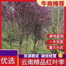 云南精品红叶李自家种植基地绿化苗木货源充足可视频看货