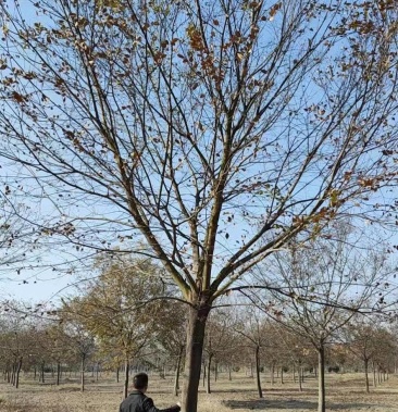 13公分朴树16公分朴树价格介绍