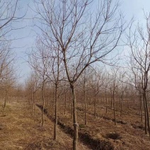 [荐]8公分乌桕10公分乌桕树价格是多少