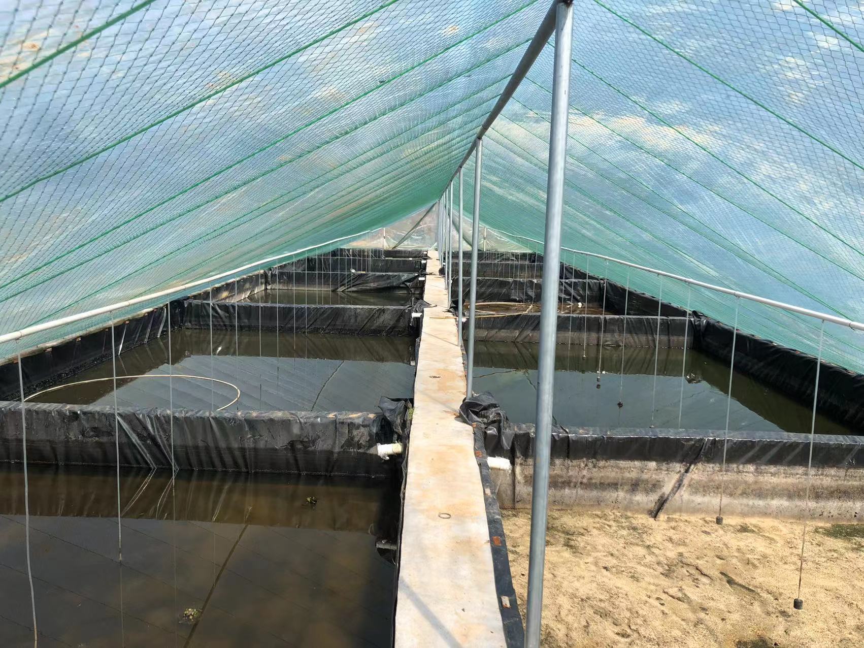 白对虾饲料投喂管理图