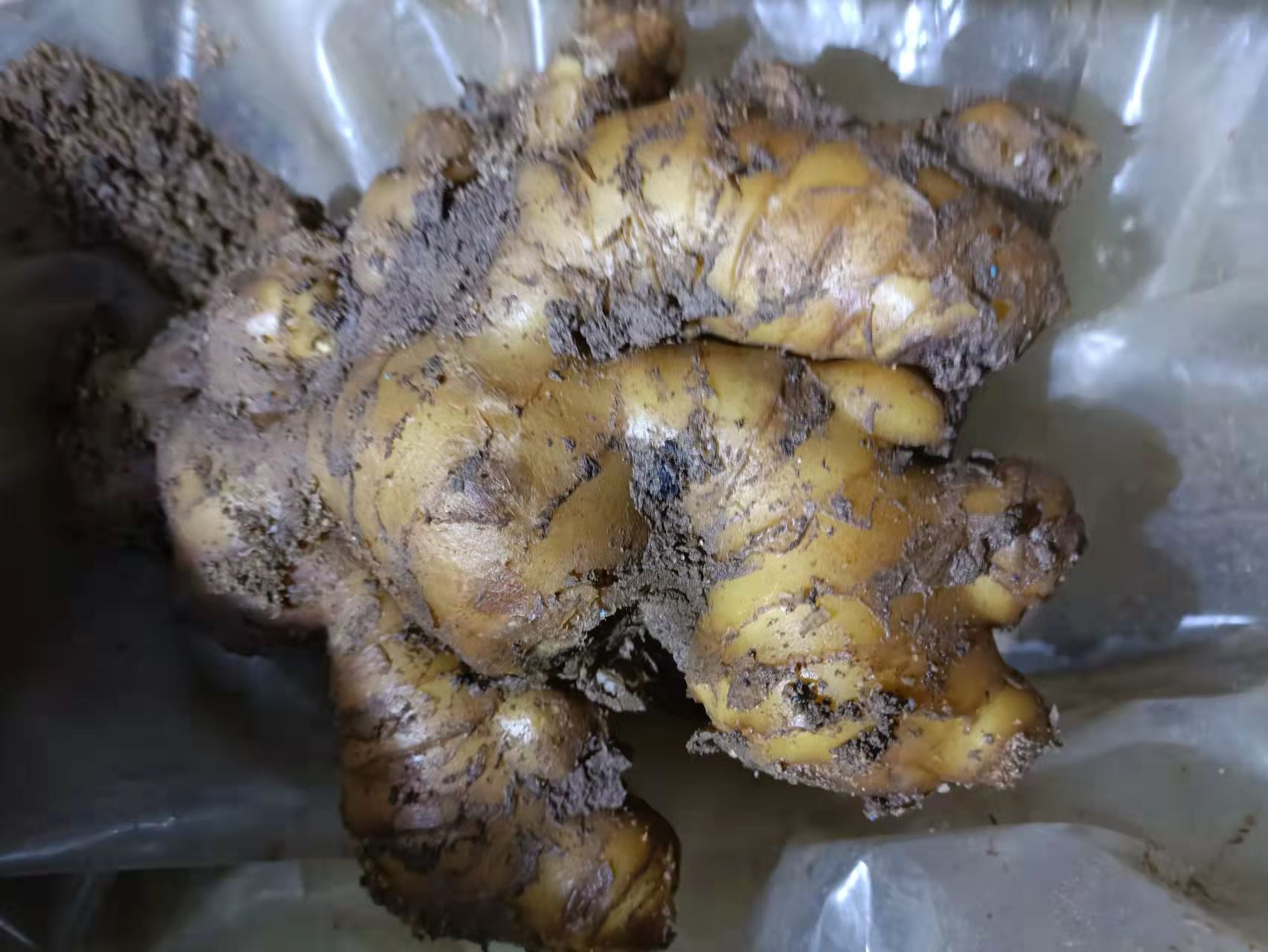 一株生长在山林中的大黄姜植物,展示其叶片、藤蔓和地下块茎部分;块茎表面呈土黄色,有粗糙纹理,切开后内部为淡黄色,质地紧密;背景为湿润的森林土壤环境 大黄姜的植物形态特写