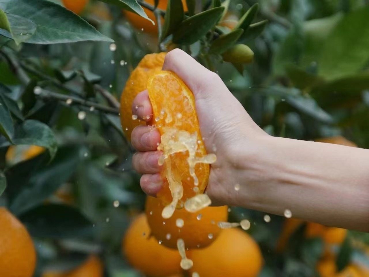 黑柑桔榨汁过程