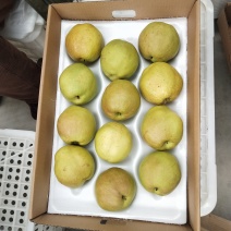 正品保障梨随时在线