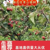 【精品】山西运城山楂树挂果山楂树基地直发欢迎采购现挖现发